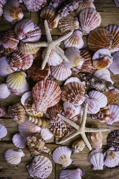  عکس صدف حلزونی