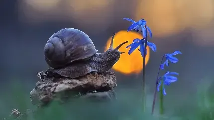  عکس صدف حلزونی