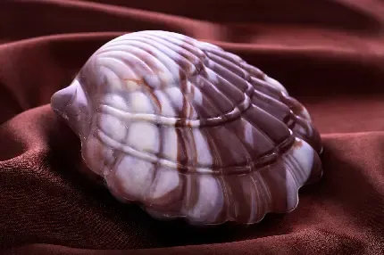  عکس صدف حلزونی