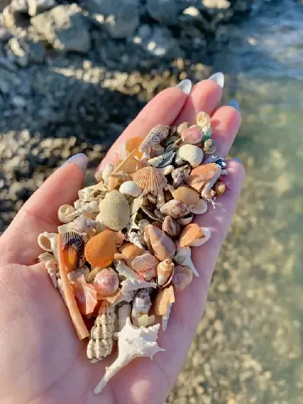  عکس صدف حلزونی