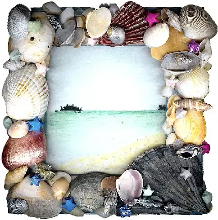  عکس صدف حلزونی