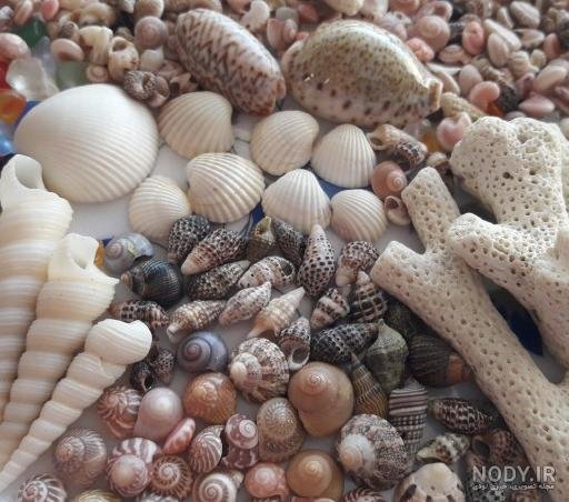 عکس حلزون صدف دار