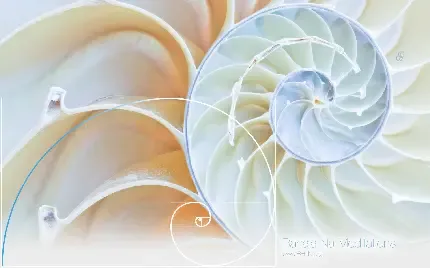  عکس حلزون خانگی