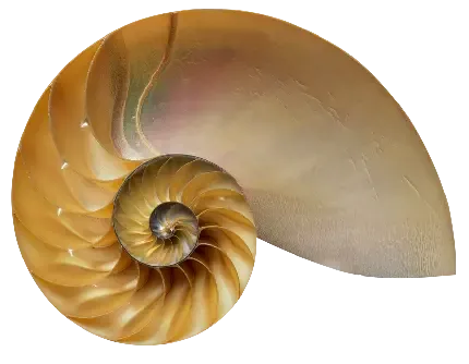  عکس حلزون خانگی