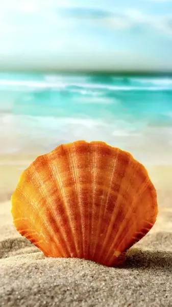  عکس صدف خوراکی