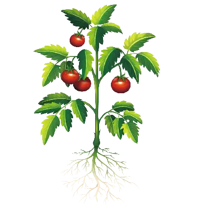  عکس بک گراند جوجه