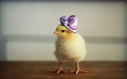  عکس بک گراند جوجه