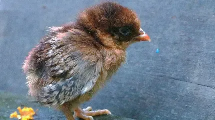  عکس جوجه بک گراند گوشی موبایل