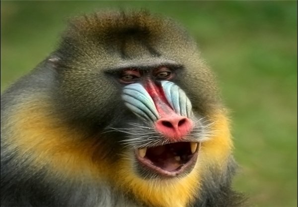 عکس های میمون