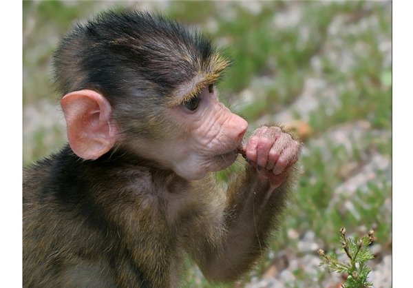  عکس های میمون