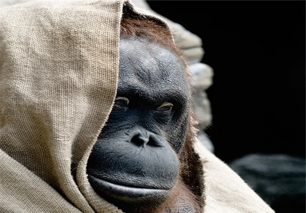  عکس های میمون