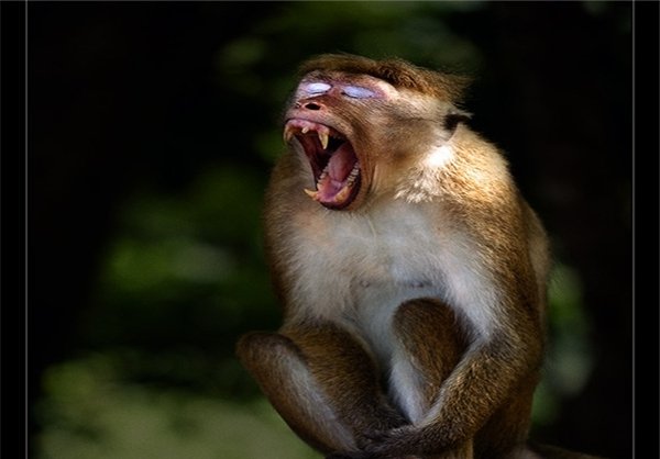  عکس های میمون