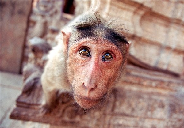  عکس های میمون