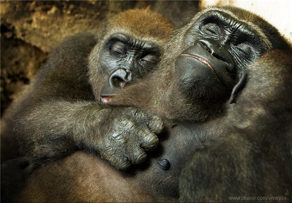  عکس های میمون