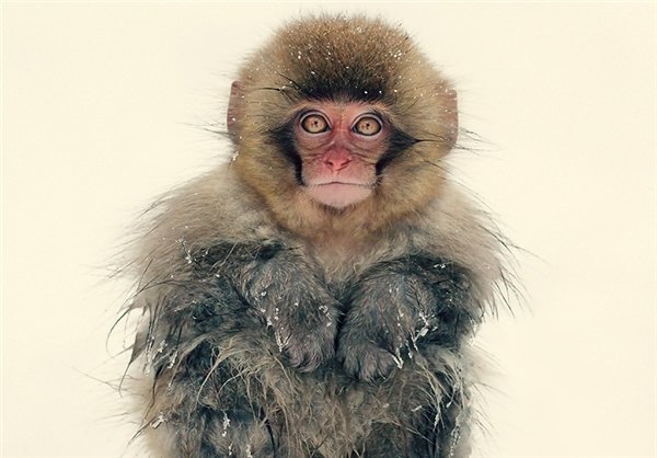  عکس های میمون