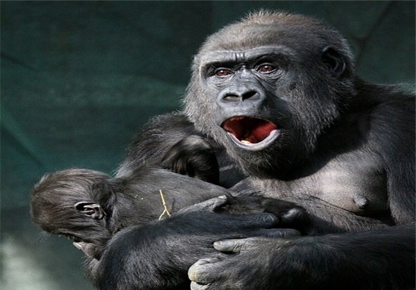  عکس های میمون