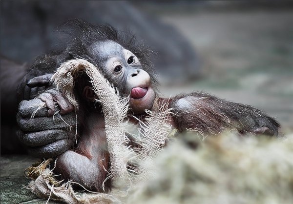  عکس های میمون