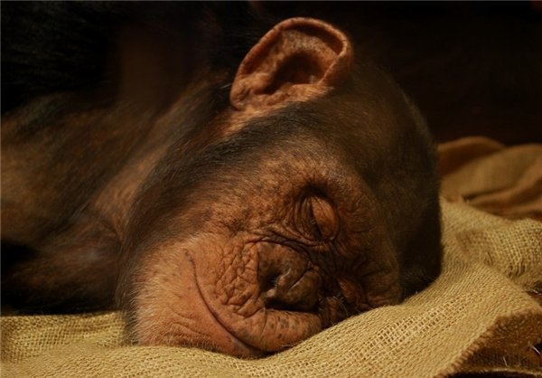  عکس های میمون