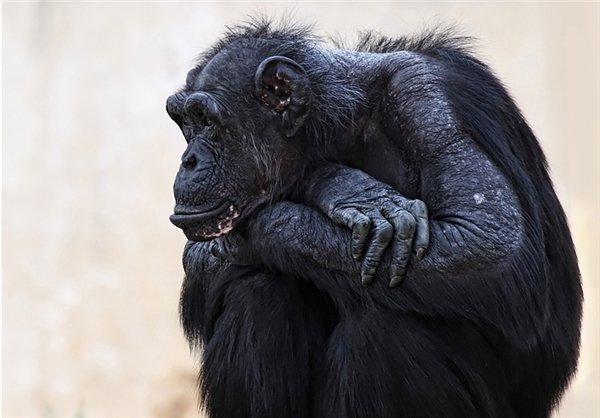  عکس های میمون