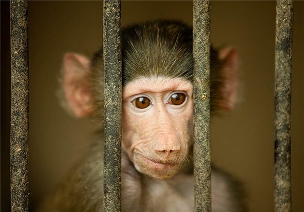  عکس های میمون