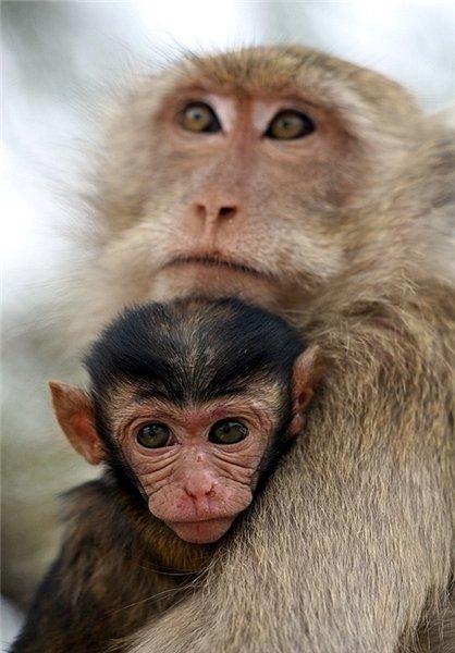  عکس های میمون