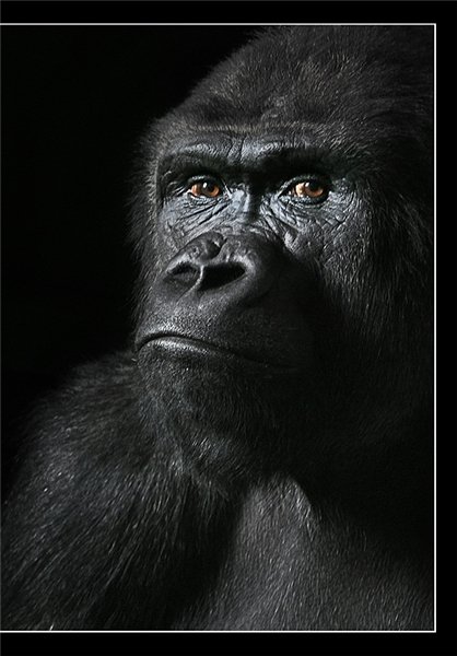  عکس های میمون