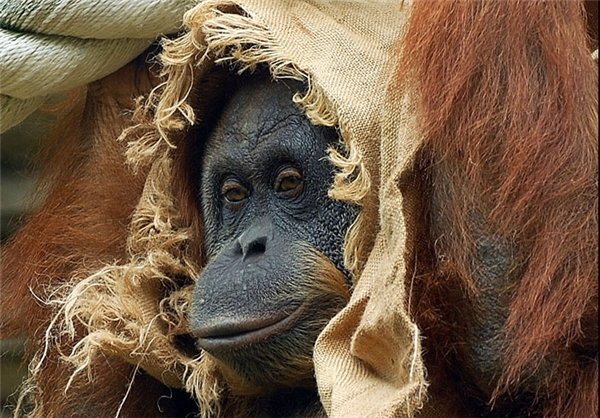  عکس های میمون