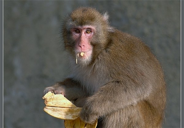  عکس های میمون