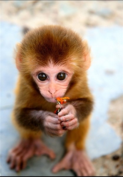  عکس های میمون