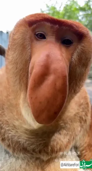 عکس میمون خنده دار