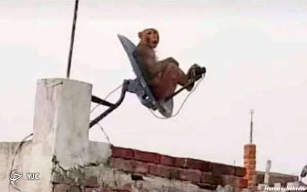 عکس دوتا میمون خنده دار