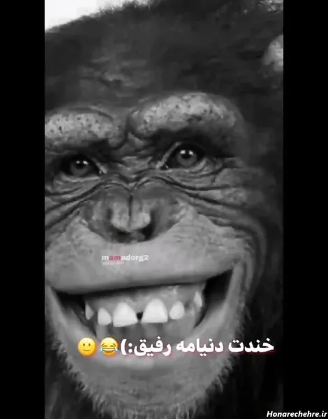 عکس دوتا میمون خنده دار