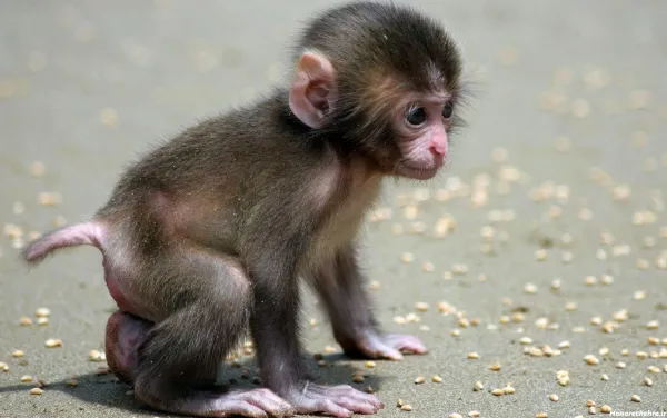 عکس دوتا میمون خنده دار