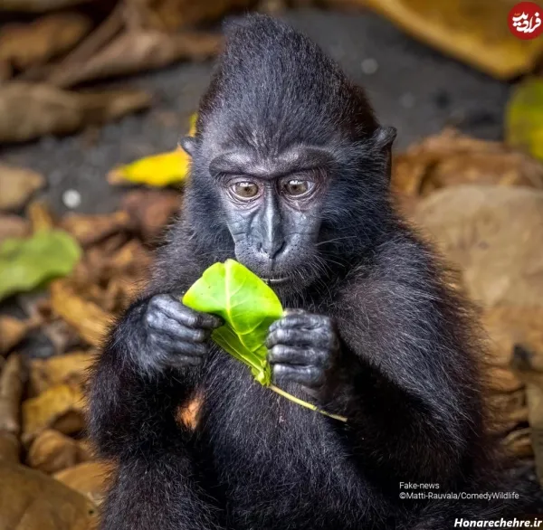  عکس میمون خنده دار