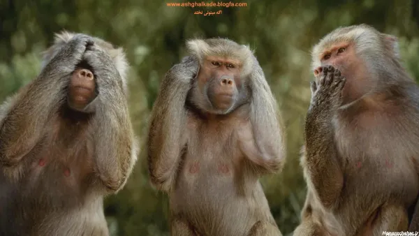 عکس دوتا میمون خنده دار