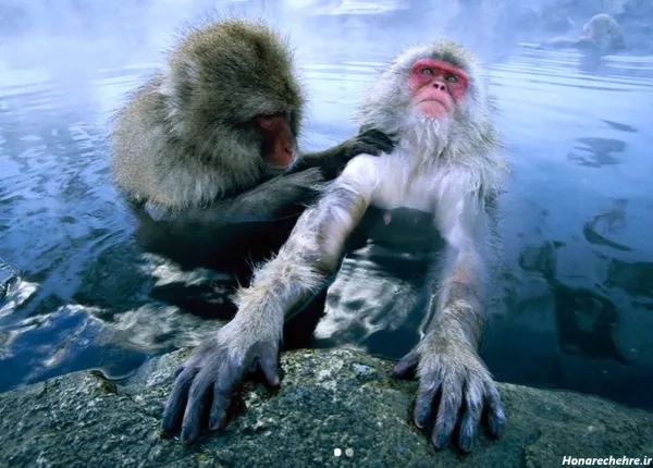 عکس دوتا میمون خنده دار