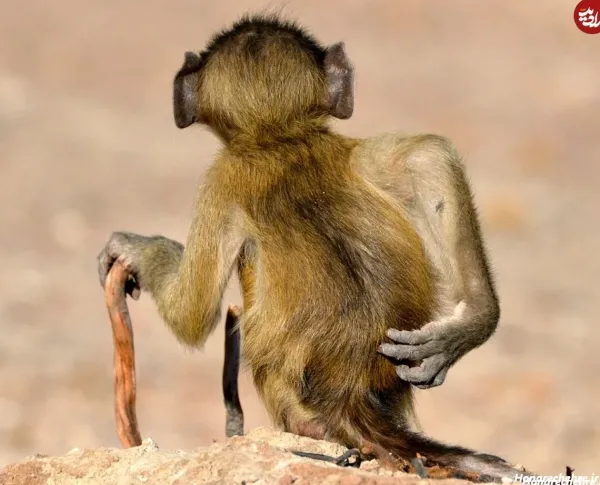 عکس دوتا میمون خنده دار