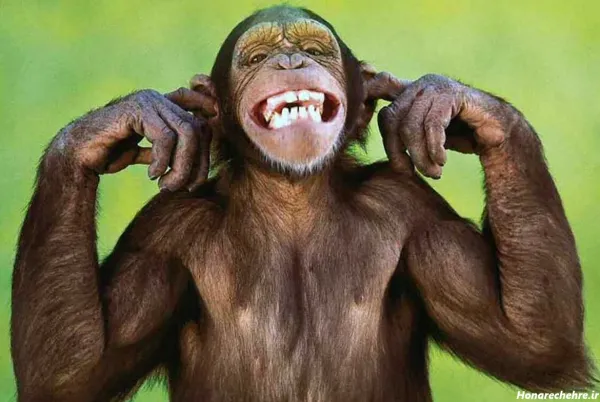 عکس دوتا میمون خنده دار
