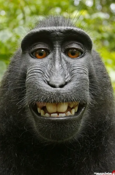 عکس دوتا میمون خنده دار