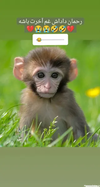 عکس دوتا میمون خنده دار