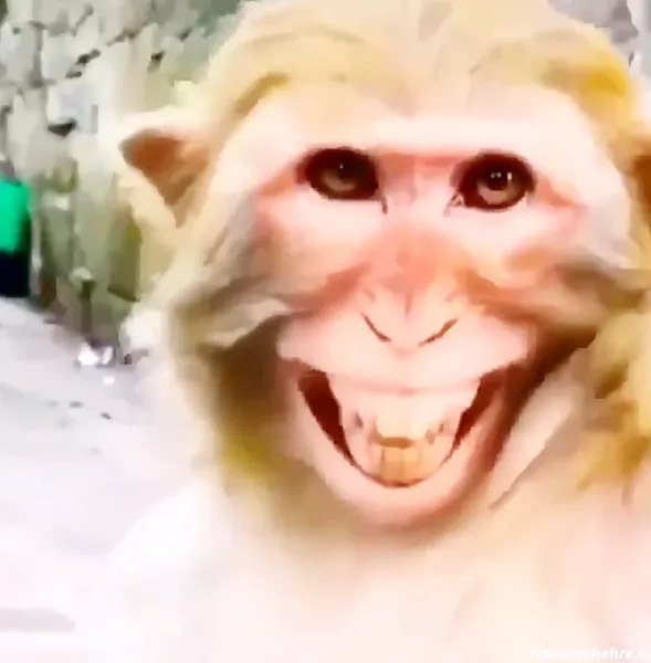 عکس دوتا میمون خنده دار