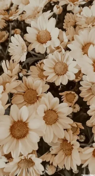 والپیپر ایفون کیوت