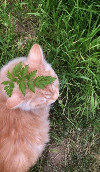  تصویر زمینه گربه کیوت