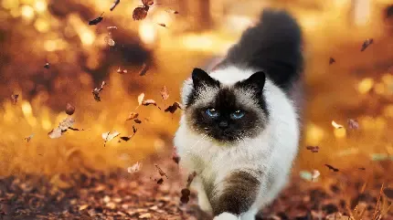  والپیپر گربه سیاه سفید برای گوشی آیفون