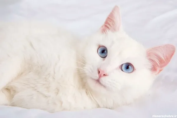  بک گراند گربه سفید با چشم های آبی