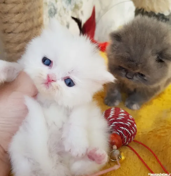  بک گراند گربه سفید با چشم های آبی