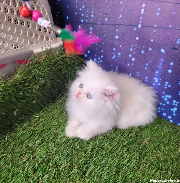  بک گراند گربه سفید با چشم های آبی