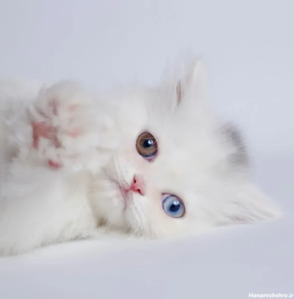  بک گراند گربه سفید با چشم های آبی