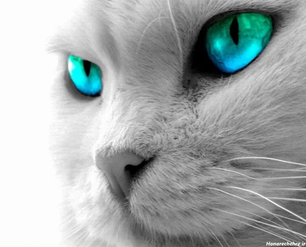  بک گراند گربه سفید با چشم های آبی