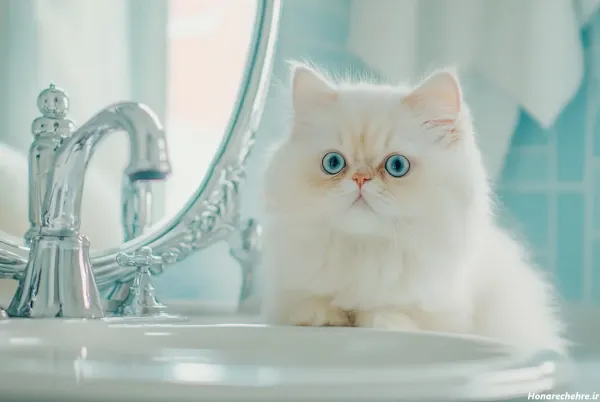  بک گراند گربه سفید با چشم های آبی